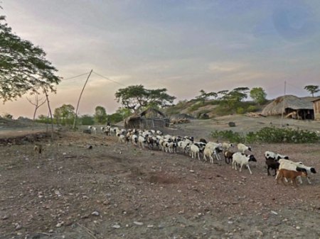 Timor_goats